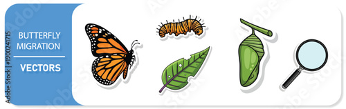 Butterfly life cycle stages with magnifying glass