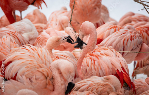Flamingos standing in a snowy winter environment. Vibrant birds contrasting with cold snow, showing wildlife adaptation, calm behavior, and the striking presence of exotic birds in winter conditions.