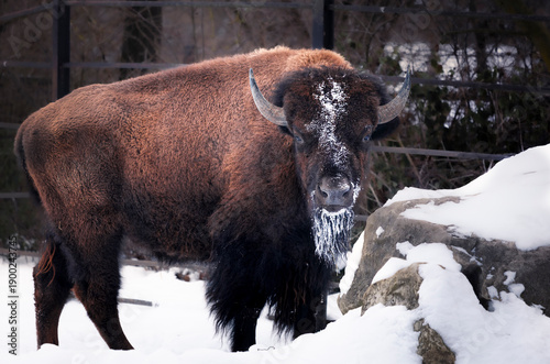 Bison standing in an enclosure with frost-covered whiskers. Winter scene showing a massive mammal in cold conditions, wildlife adapting to freezing weather, and snowy outdoor habitat.