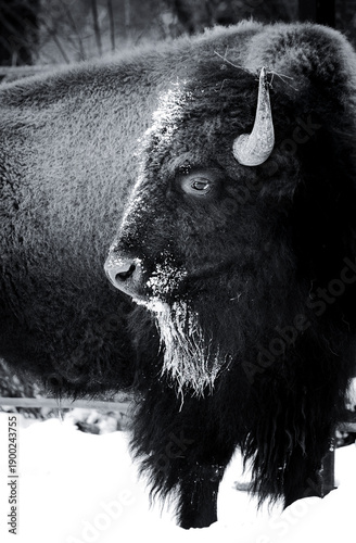 Bison standing and gazing into the distance with frost-covered whiskers in a black-and-white image. Dramatic winter portrait of a majestic mammal in cold, snowy conditions.