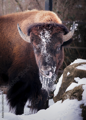 Bison standing in an enclosure with frost-covered whiskers. Winter scene showing a massive mammal in cold conditions, wildlife adapting to freezing weather, and snowy outdoor habitat.