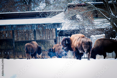 Bison herd in a zoo standing in a snow-covered enclosure on a cold winter day. Massive mammals breathing frosty air, thick fur adapted to low temperatures, winter wildlife and cold climate concept.