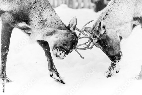 The Finnish forest reindeer males fighting in the snow, captured in black and white. Dramatic winter scene highlighting strength, dominance, and natural behavior of wild deer in a snowy environment.