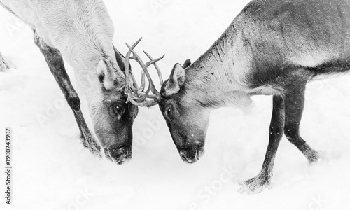 The Finnish forest reindeer males fighting in the snow, captured in black and white. Dramatic winter scene highlighting strength, dominance, and natural behavior of wild deer in a snowy environment.