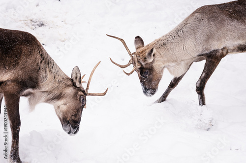 The Finnish forest reindeer  males fighting in the snow. Wild deer displaying dominance and sparring behavior in a snowy winter environment, showcasing strength, natural behavior, and winter wildlife.