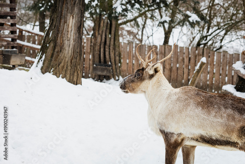 A The Finnish forest reindeer standing alone in a snow-covered zoo enclosure, gazing into the distance. Calm winter scene showing peaceful wildlife, natural behavior, and cold-weather adaptation.