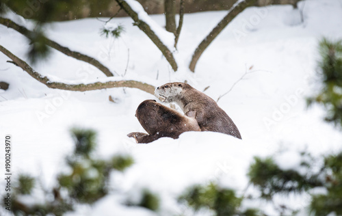 North American otters playing and frolicking in the snow. Energetic wildlife enjoying winter conditions, showing playful behavior, interaction, and joy in a snowy natural environment.