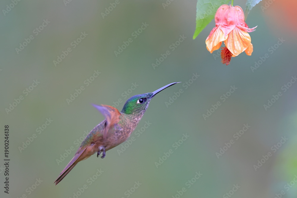 Fototapeta premium Fawn-breasted Brilliant, Heliodoxa rubinoides, Ecuador