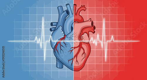 Human heart anatomy vector illustration with blue and red halves, medical grid background, and electrocardiogram line for health and cardiology concepts