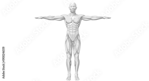 Human male body anatomy vector illustration with muscle structure, front view, isolated on white