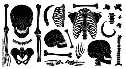 Human skeleton bones vector set. Black skull, spine, rib cage, pelvis, arm, and leg bones isolated on white for anatomy, medical, or Halloween design