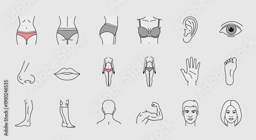 Human body parts line art vector icons set. Anatomy outline illustrations for health, medical, fitness, and beauty design, isolated on white