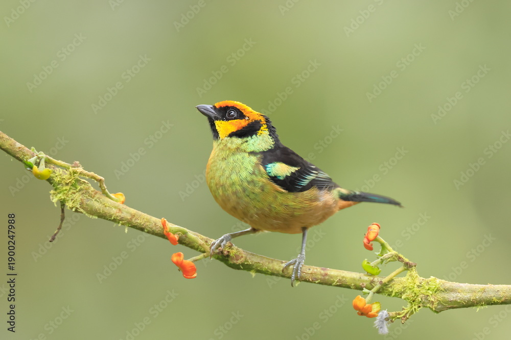 Obraz premium Flame faced tanager, Tangara parzudakii, Ecuador