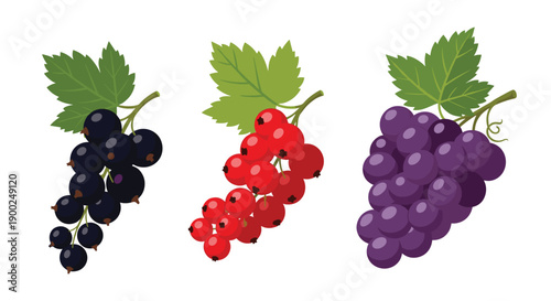Vibrant bunches of black currants, red currants, and purple grapes with fresh green leaves, displayed on white.