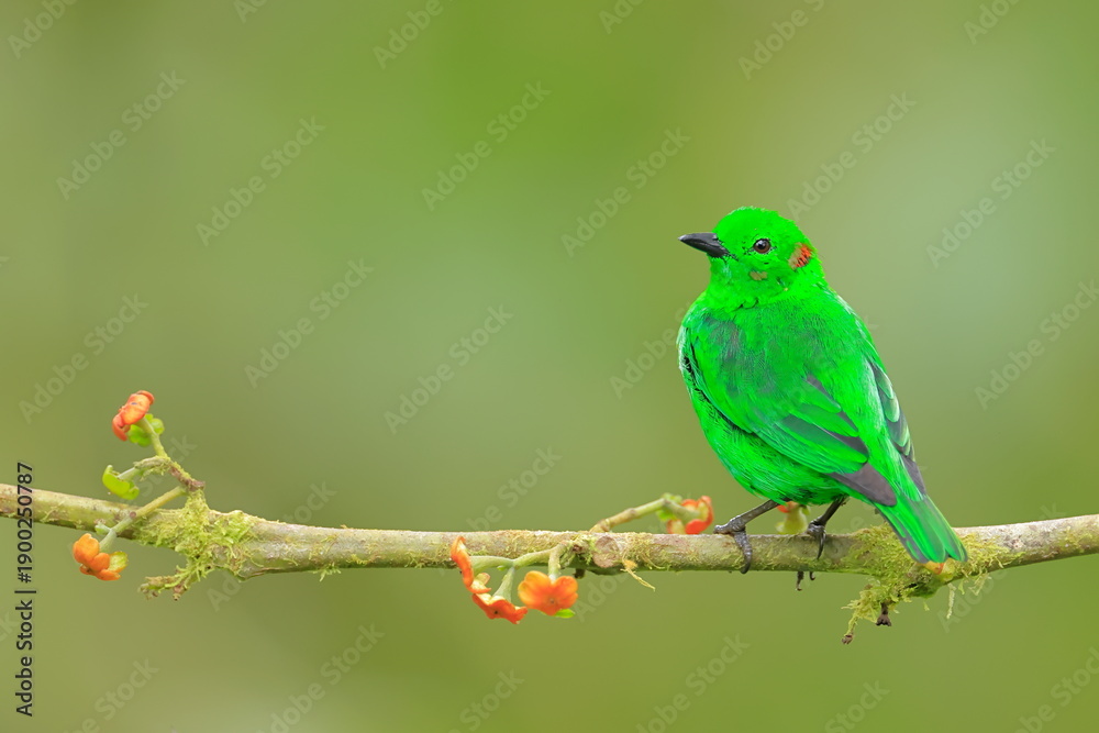 Obraz premium Glistening green tanager, Golden tanager, Tangara arthus, Ecuador
