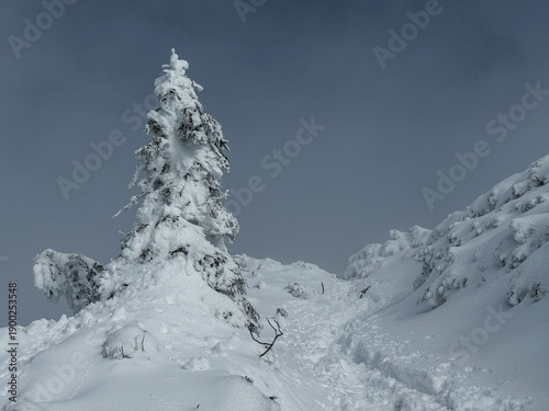 Canvas Print snow covered trail in mountains