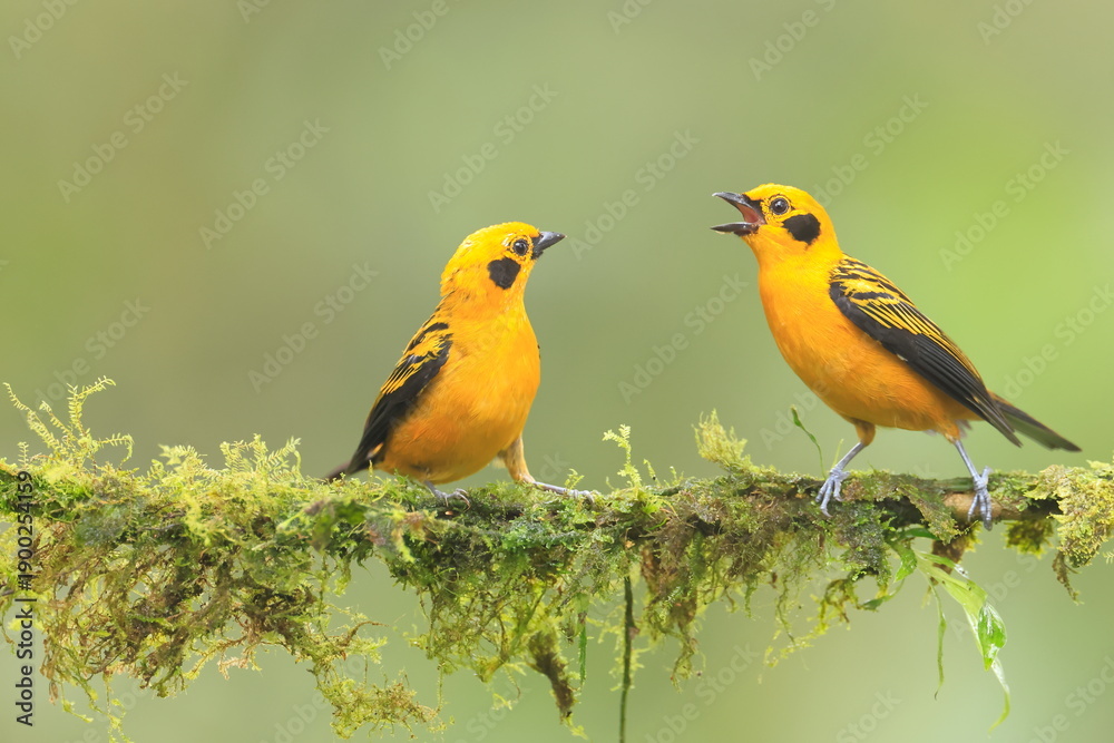 Obraz premium Golden tanager, Tangara arthus, Ecuador