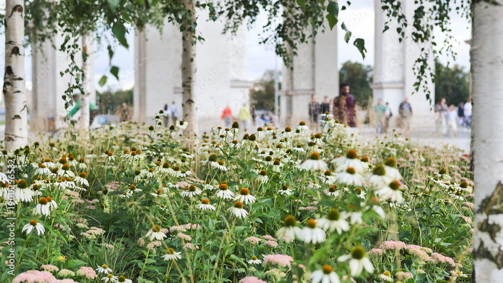 Fototapeta premium White coneflowers blooming in urban park with people