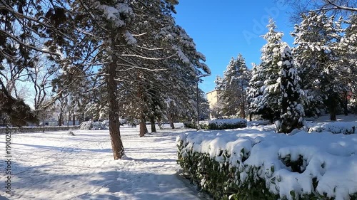 Wallpaper Mural a beautiful, frosty winter landscape in a quiet city square. The ground and evergreen trees like spruces and pines are heavily covered in fresh white snow Torontodigital.ca