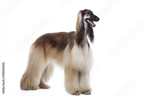 Obraz na płótnie Elegant Afghan Hound standing against a white background.