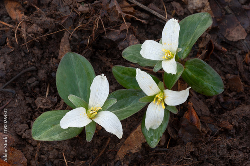 Snow Trillium blooming in forest in Eastern United States