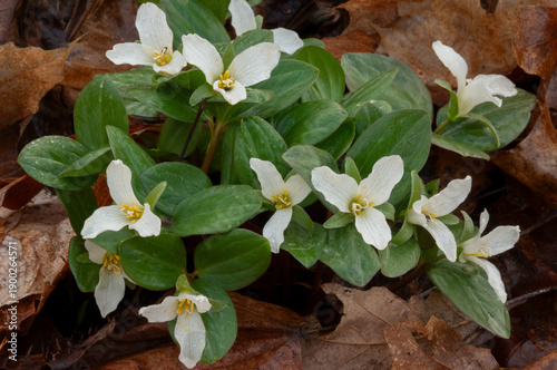 Snow Trillium blooming in forest in Eastern United States in early spring.