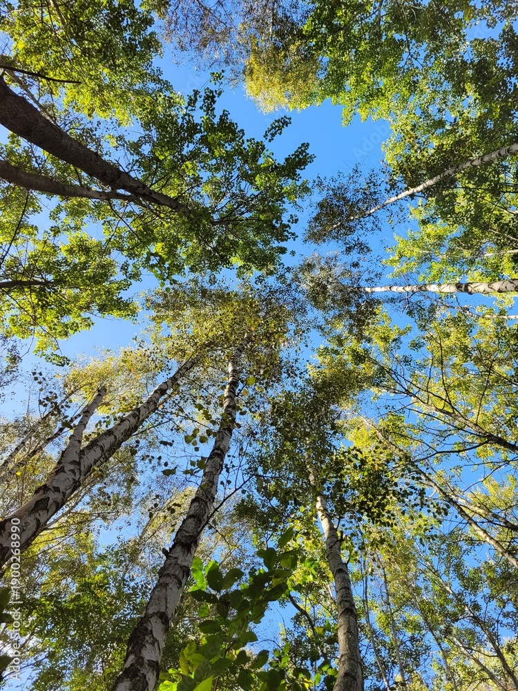 Obraz premium trees and sky