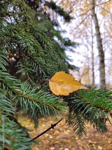 christmas tree branches