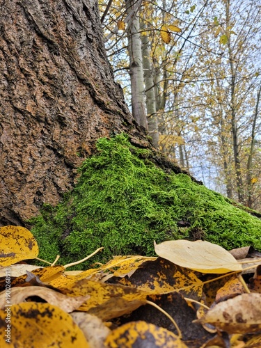 autumn in the forest