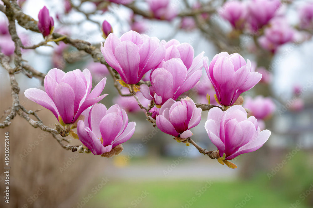 Fototapeta premium Blooming pink magnolia flowers in springtime