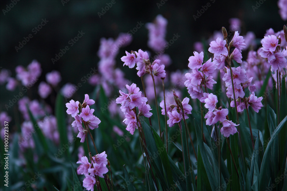 Obraz premium Pink flowers in bloom with lush greenery in background