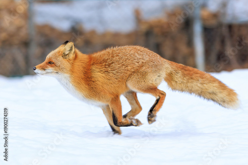 走るキタキツネ