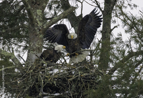 Bald Eagles Nesting