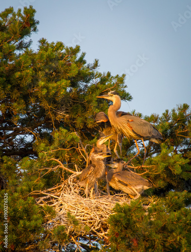 Billede på lærred Great Blue Heron Parent with Fledglings in Pine Tree Nest at Warm Early Morning