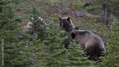 Grizzly bear in the wild