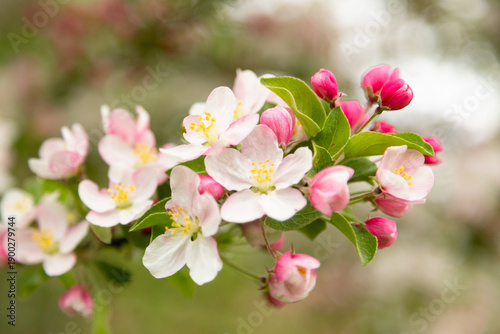 A blossoming branch of an apple tree close-up against the background of greenery. Large apple flowers