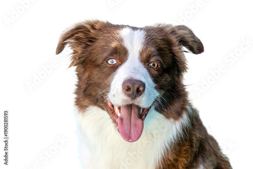 Картината върху платно Border Collie Dog Head Portrait Isolated on Clean Background, Front View with Op
