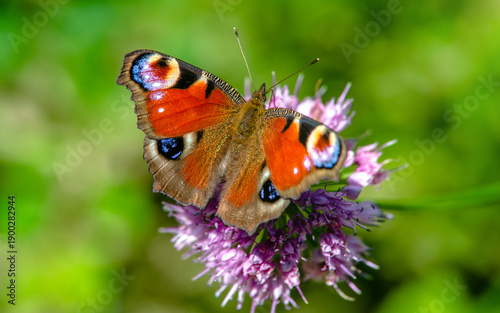 Peacock Butterfly collects nectar from flowers
