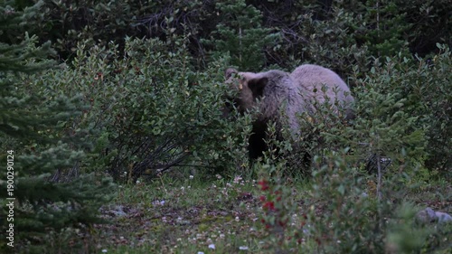 Wallpaper Mural Grizzly bear in the wild Torontodigital.ca