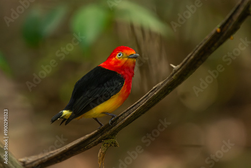 Foto Band-tailed Manakin (Pipra fasciicauda)