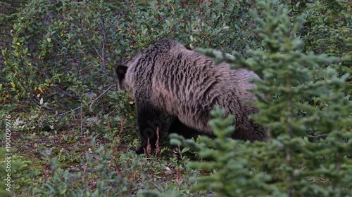 Wallpaper Mural Grizzly bear in the wild Torontodigital.ca