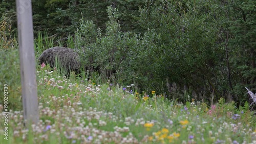 Wallpaper Mural Grizzly bear in the wild Torontodigital.ca