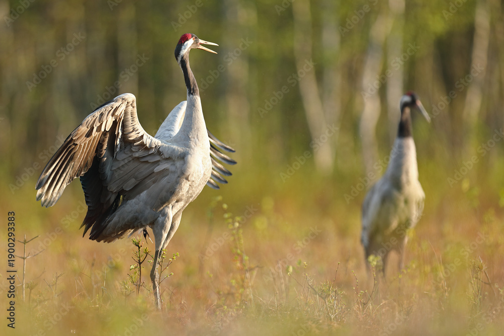 Obraz premium Żuraw (Grus grus), crane
