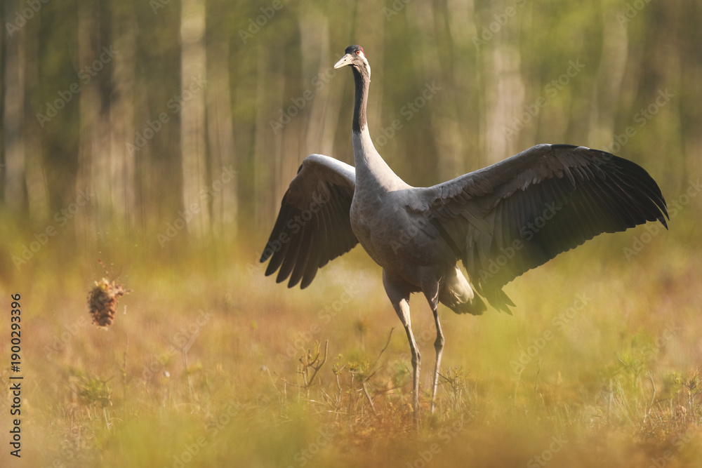 Fototapeta premium Żuraw (Grus grus), crane