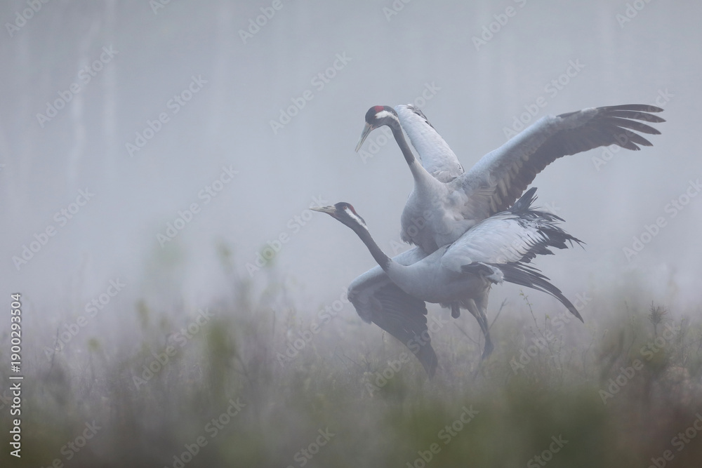 Fototapeta premium Żuraw (Grus grus), crane