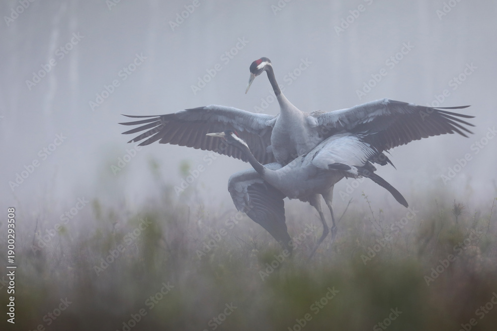 Naklejka premium Żuraw (Grus grus), crane