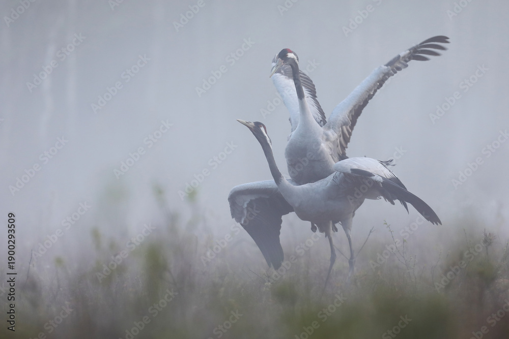 Fototapeta premium Żuraw (Grus grus), crane