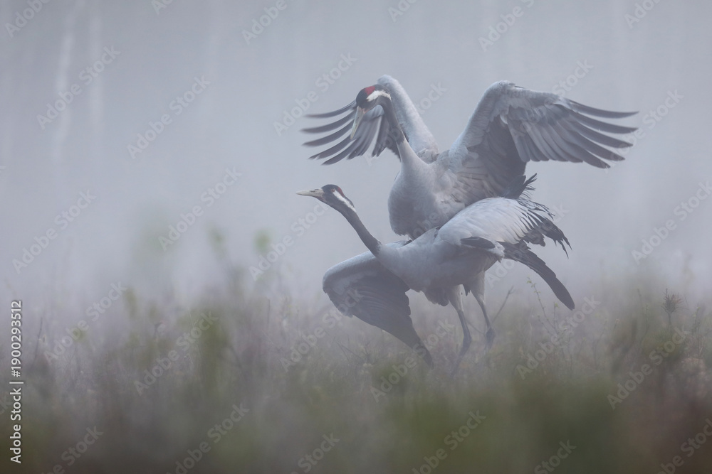 Fototapeta premium Żuraw (Grus grus), crane