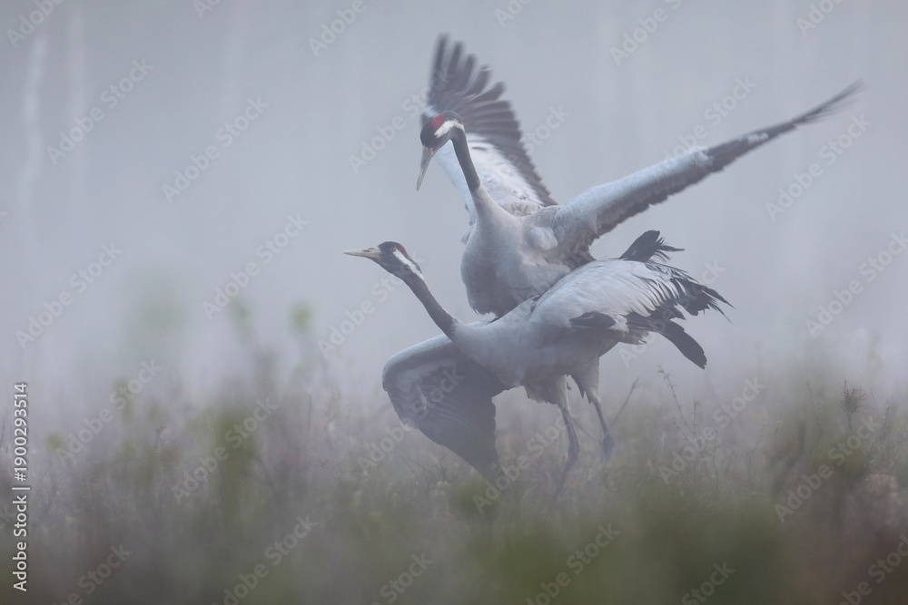 Fototapeta premium Żuraw (Grus grus), crane