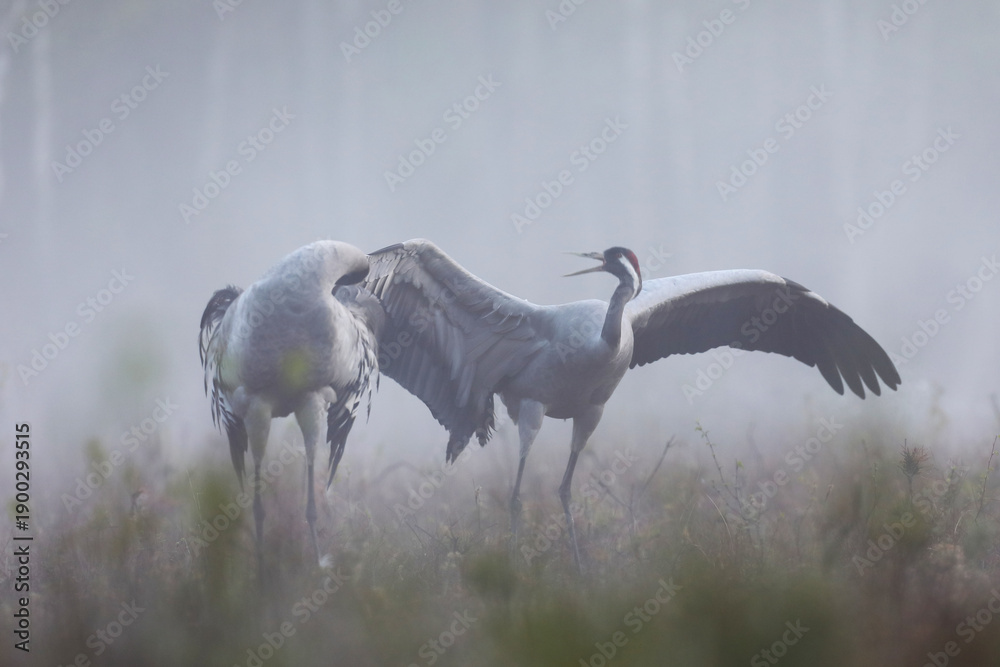 Fototapeta premium Żuraw (Grus grus), crane